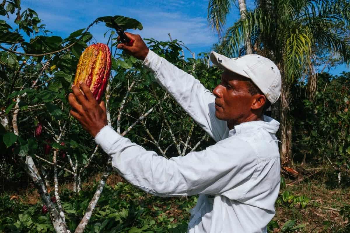 Agricultor cuida una plantación de cacao. Esta es una de las inversiones en Ecuador más rentables.