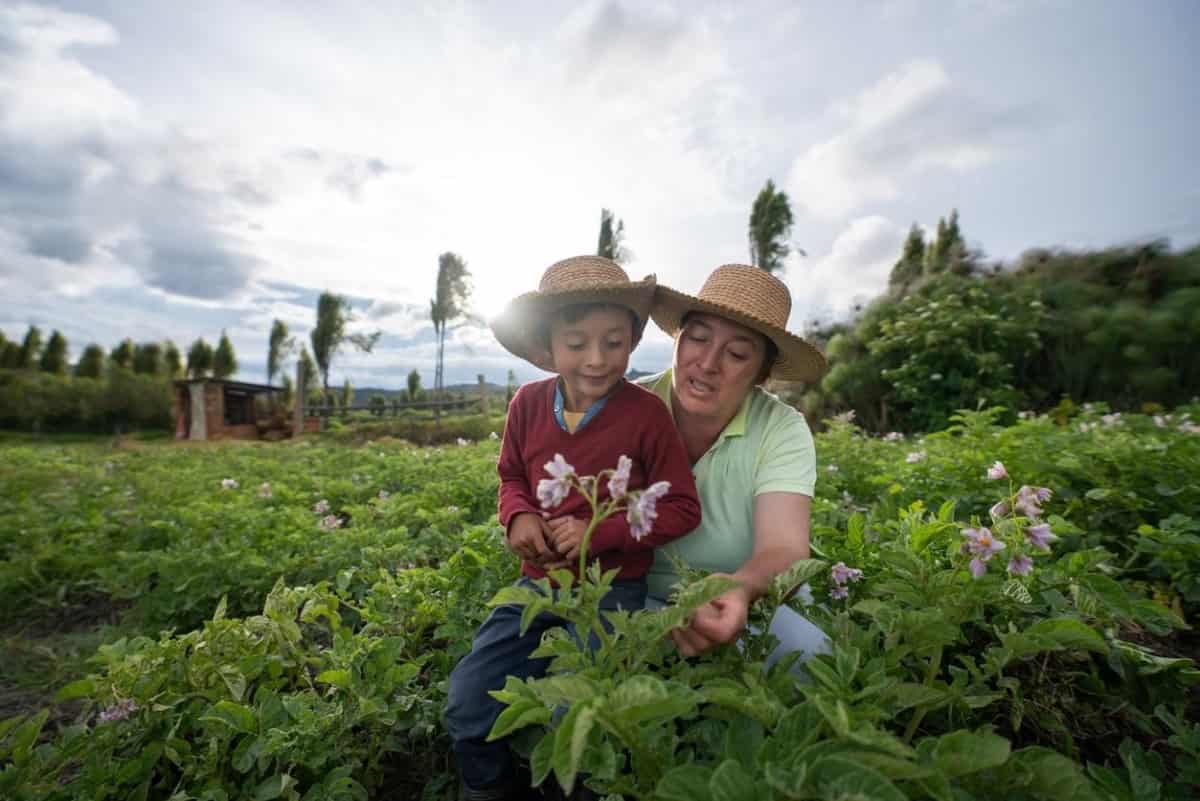 Agricultora le enseña a su hijo la cosecha. Este sector representa una buena oportunidad en el ámbito de las inversiones en Perú.