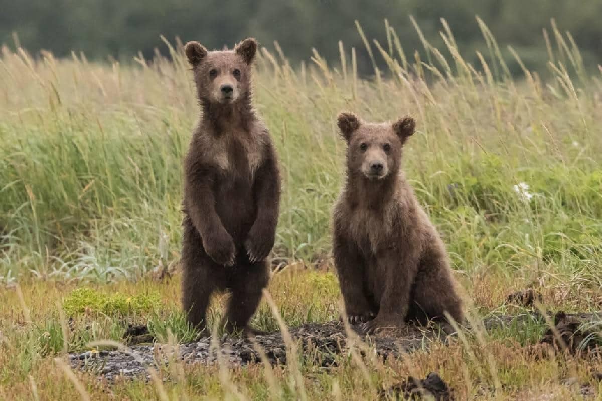 Dos osos pardos. Los pullbacks son confirmaciones de tendencias bajistas, relacionadas en el mercado con este animal