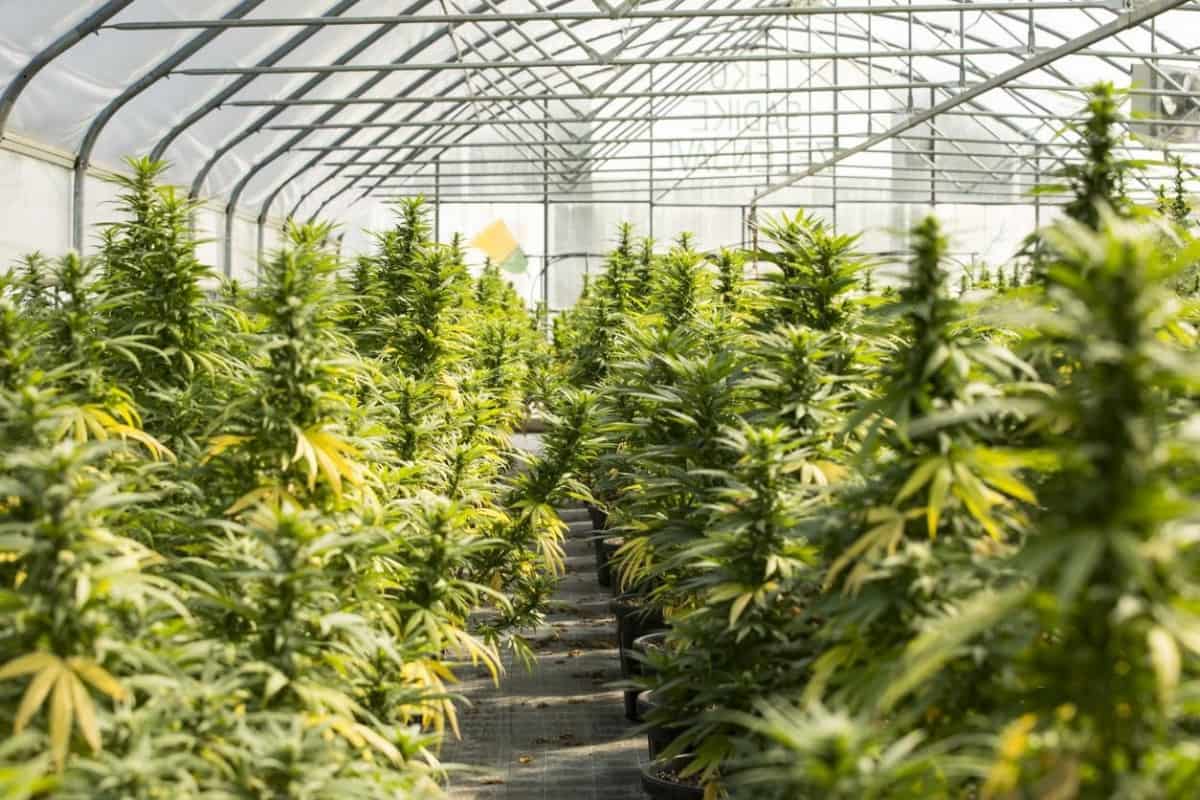 Invernadero con plantas de cannabis. Una de las empresas líderes de la industria es Tilary Inc.