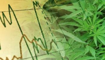 Stocks prices of cannabis producers are going down